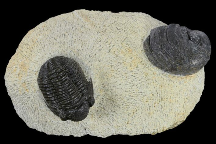 Detailed Gerastos Trilobite With Gastropod #117797